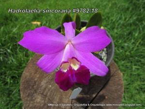 Cattleya sincorana