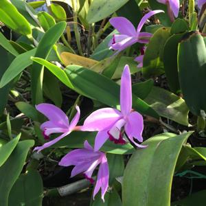 Cattleya perrinii