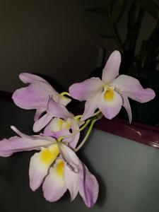 Dendrobium regium