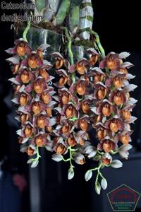 Catasetum denticulatum