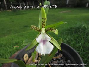 Aspasia lunata