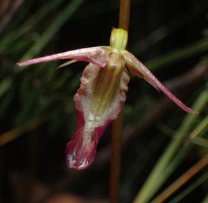 Cryptostylis subulata