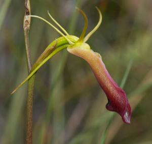 Cryptostylis subulata