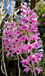 Dendrobium anosmum