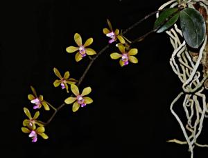 Phalaenopsis stobartiana