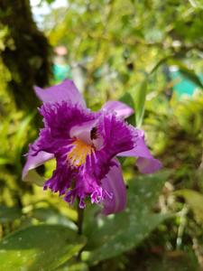 Sobralia wilsoniana