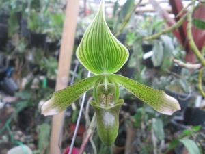 Paphiopedilum javanicum