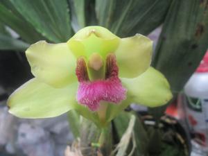 Bifrenaria harrisoniae