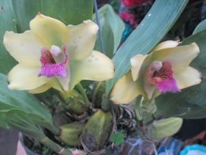 Bifrenaria harrisoniae