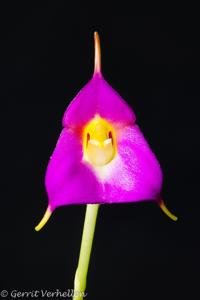 Masdevallia uniflora