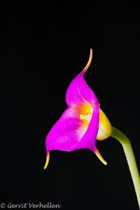 Masdevallia uniflora