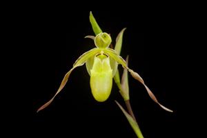 Phragmipedium longifolium