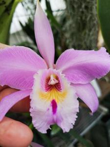 Cattleya labiata