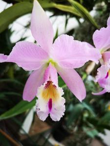 Cattleya labiata