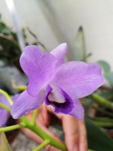 Guarianthe bowringiana