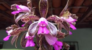 Cattleya tigrina