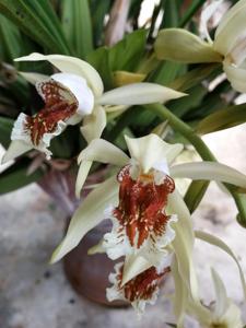 Coelogyne asperata