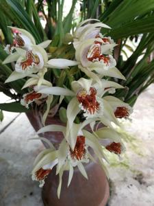 Coelogyne asperata