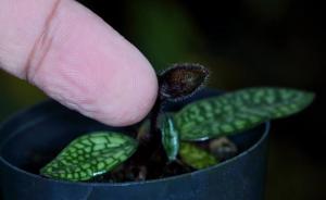 Paphiopedilum rungsuriyanum