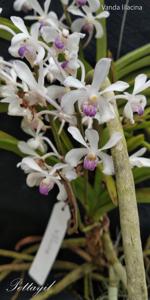 Vanda lilacina