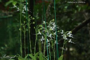 Habenaria crinifera