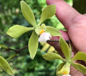 Encyclia diurna