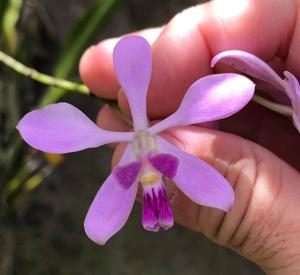 Encyclia dichroma