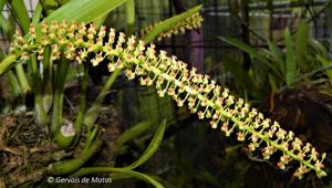 Liparis viridiflora