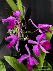 Cattleya lawrenceana