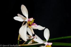 Holcoglossum wangii