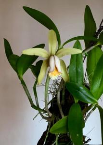 Cattleya forbesii