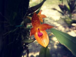 Bulbophyllum membranifolium
