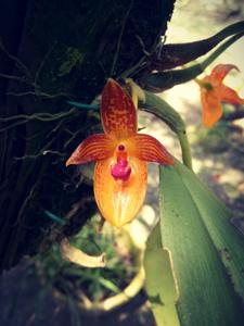 Bulbophyllum membranifolium