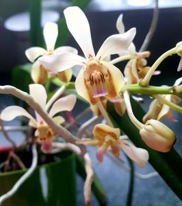 Vanda lamellata