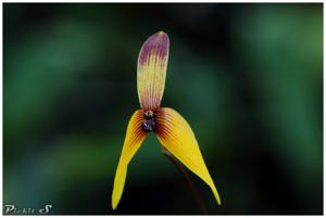 Bulbophyllum quadrangulare
