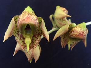 Catasetum maculatum