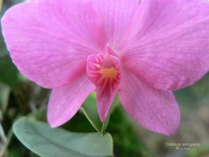 Cattleya wittigiana