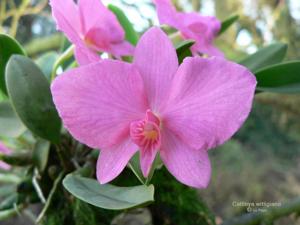 Cattleya wittigiana