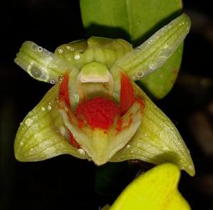 Dendrobium cruentum