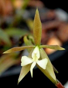 Epidendrum nocturnum