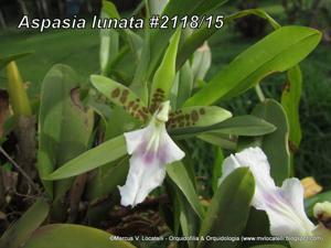 Aspasia lunata