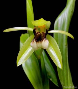 Coelogyne carinata