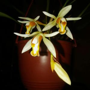 Coelogyne trinervis