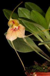 Masdevallia pteroglossa