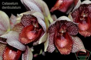 Catasetum denticulatum