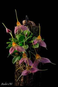 Masdevallia decumana