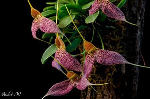 Masdevallia decumana