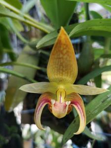 Bulbophyllum dearei