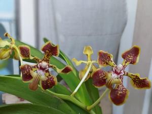 Vanda arcuata