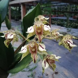 Dendrobium finisterrae